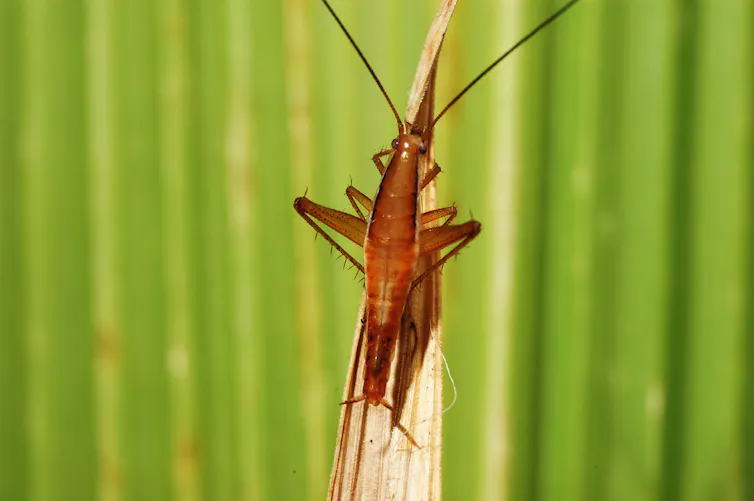 Leaproach Lizards, cockroaches and batfish, oh my! See the top ten new species here
