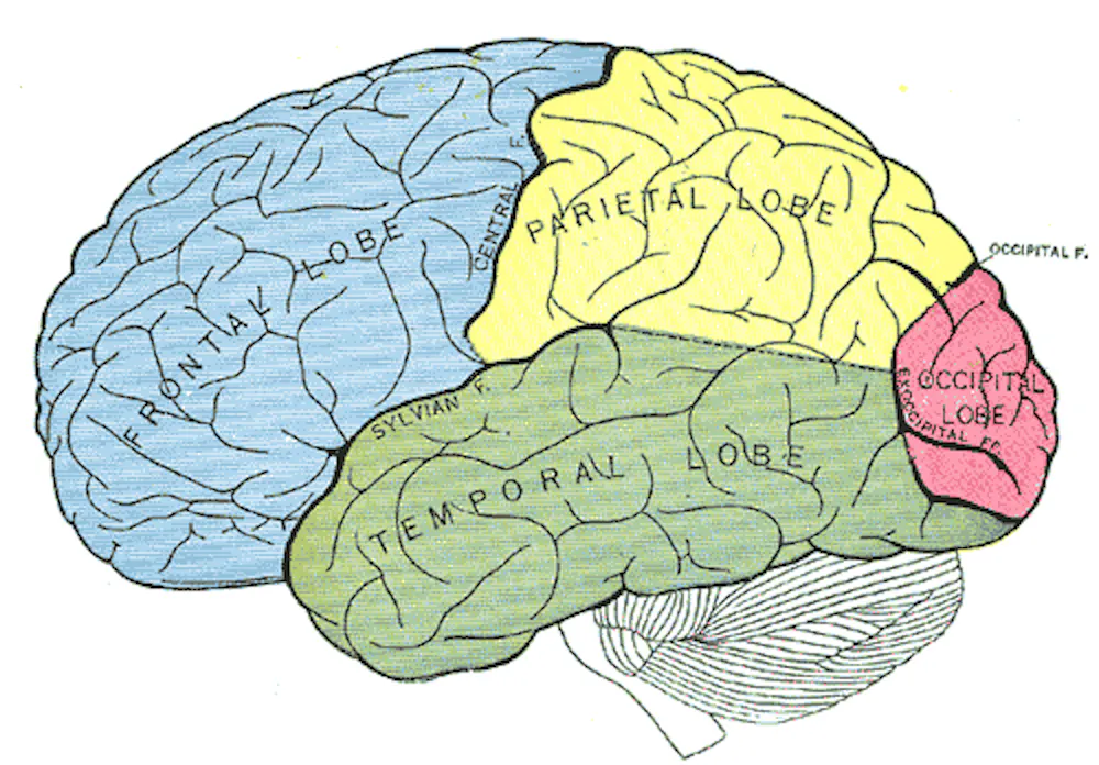 Left Middle Temporal Cortex How your brain retrieves a memory when you sense something familiar
