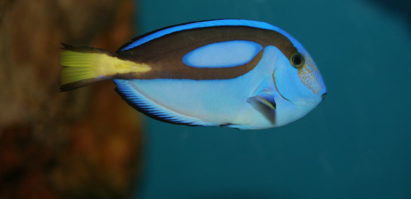 Finding Nemo – and Dory – is easy. Deciding whether they should be pets is  harder