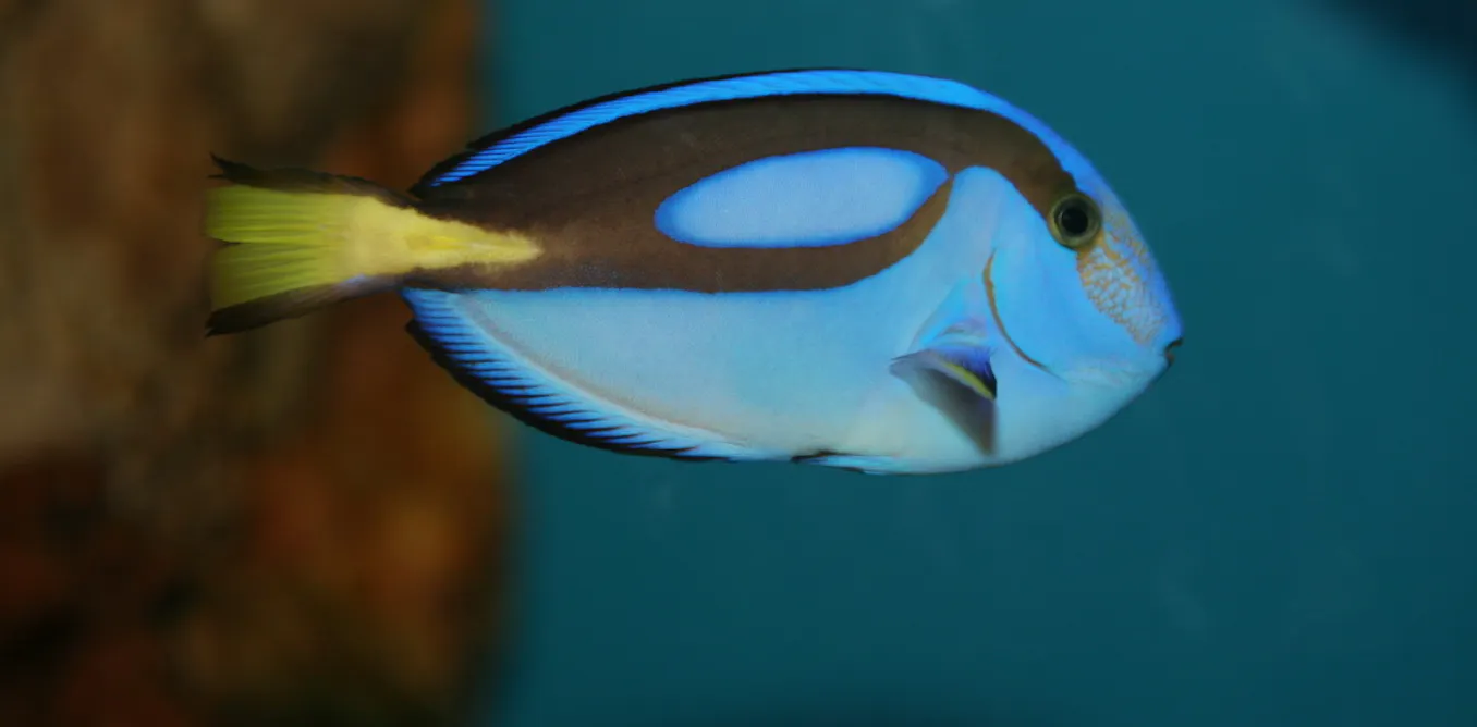 Finding Nemo And Dory Is Easy Deciding Whether They Should Be Pets Is Harder