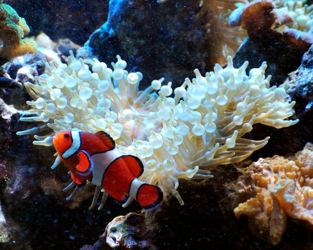 finding nemo and dory