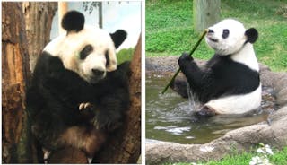 Get Does Eating Bamboo Make It Harder For Pandas To Reproduce HD Wallpaper Does Eating Bamboo Make It Harder For Pandas To Reproduce HD