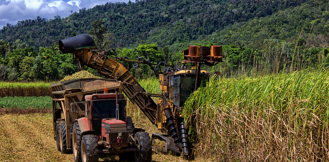 Сахарный тростник районы выращивания. Плантации сахарного тростника Австралии. Австралия сельское хозяйство сахарный тростник. Сахарный тростник в Бразилии. Плантации сахарного тростника в Бразилии.