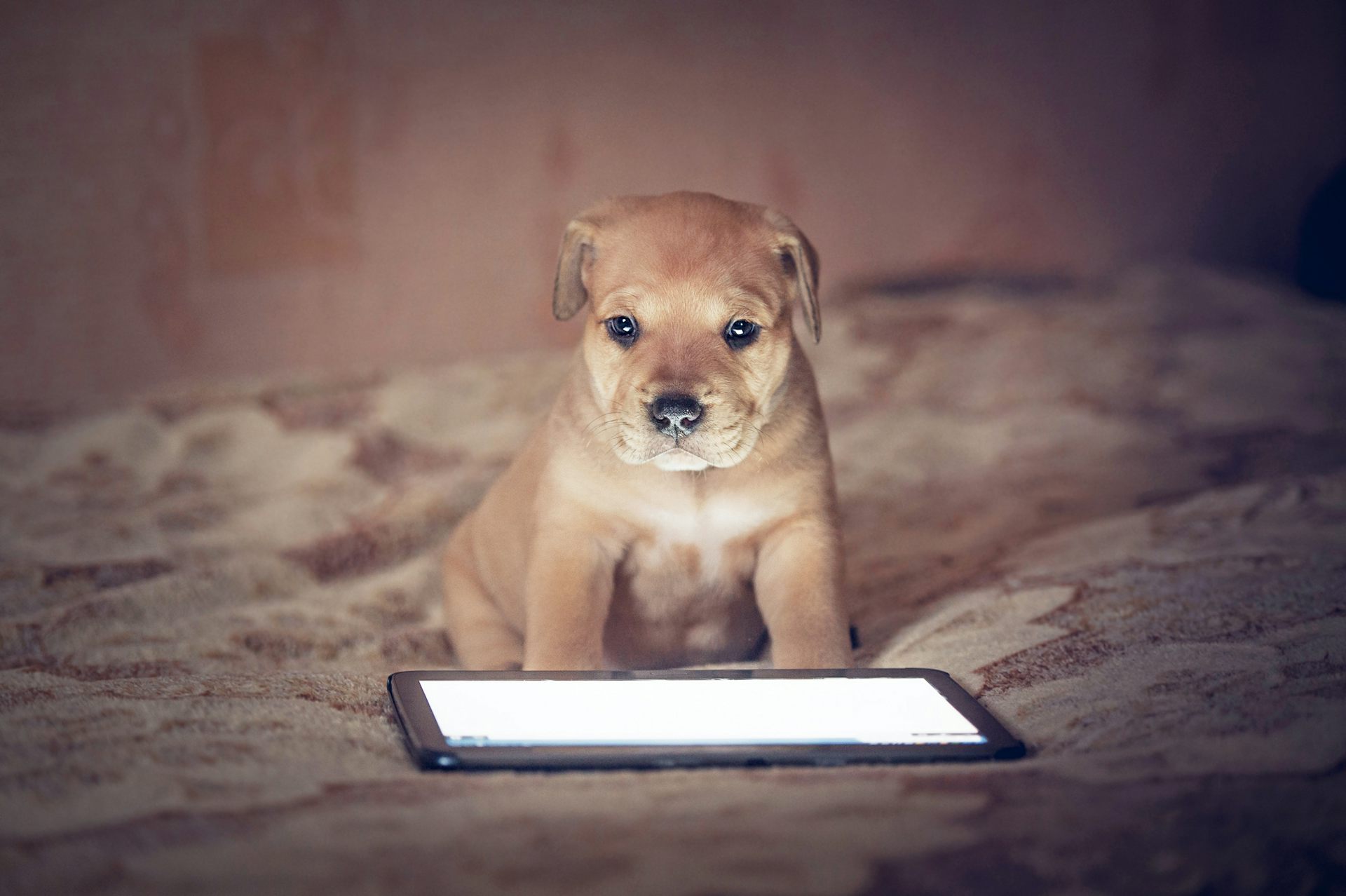 Touchscreens for dogs, wearables for chickens to the world of