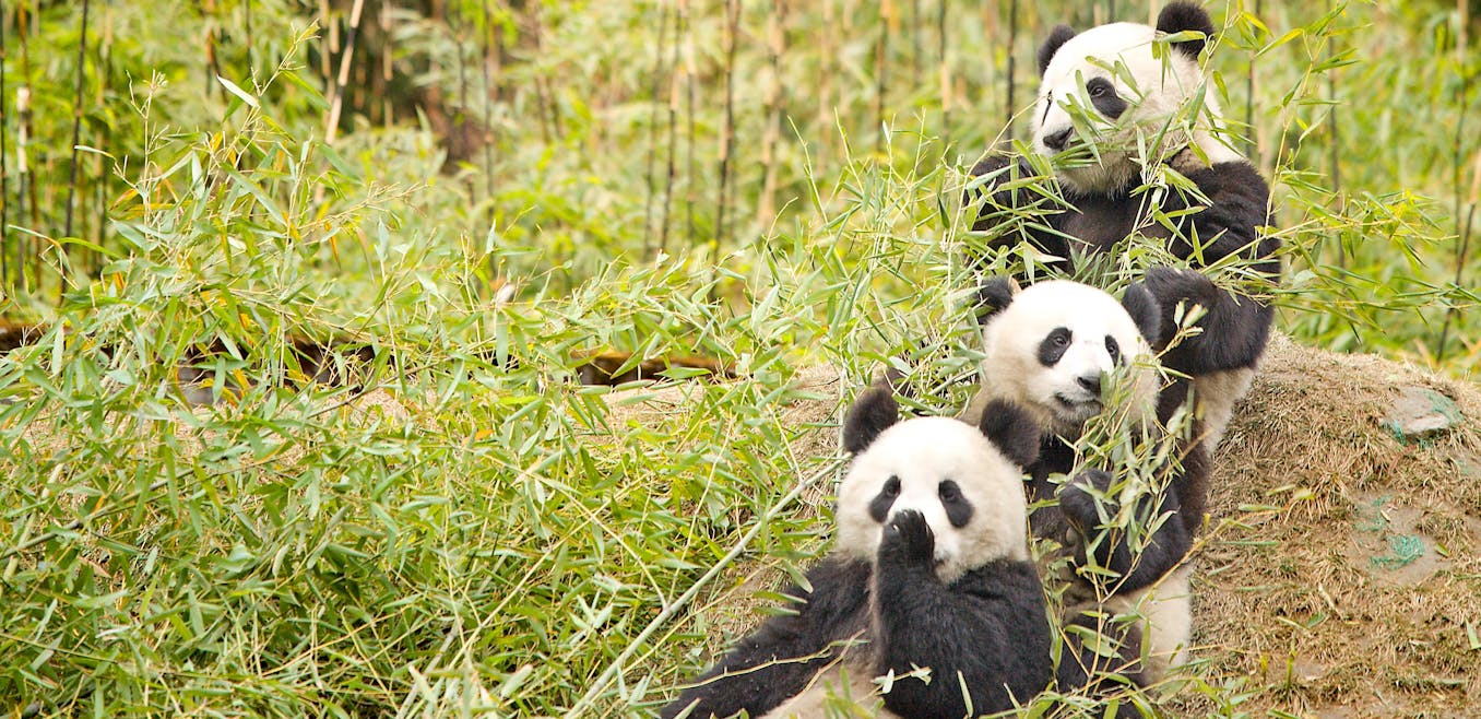 giant pandas eating bamboo