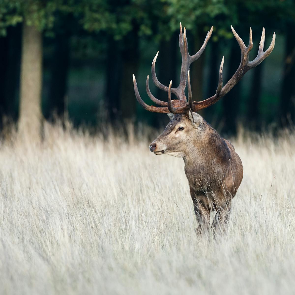 Who Took Red Deer To The Scottish Isles Who Took Red Deer To The Scottish Isles
