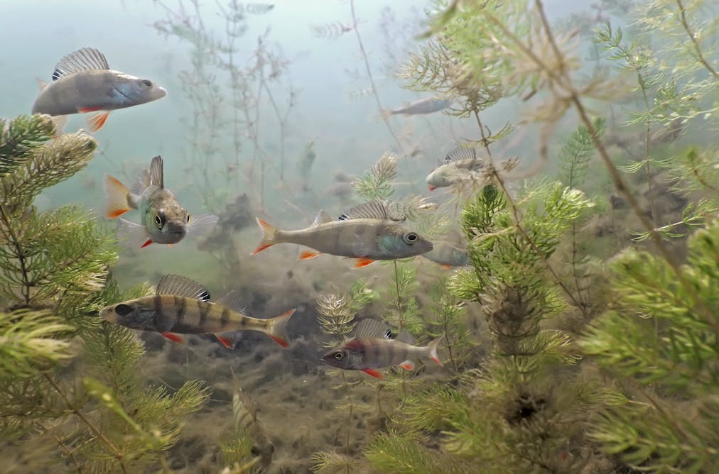 fishing for dna free