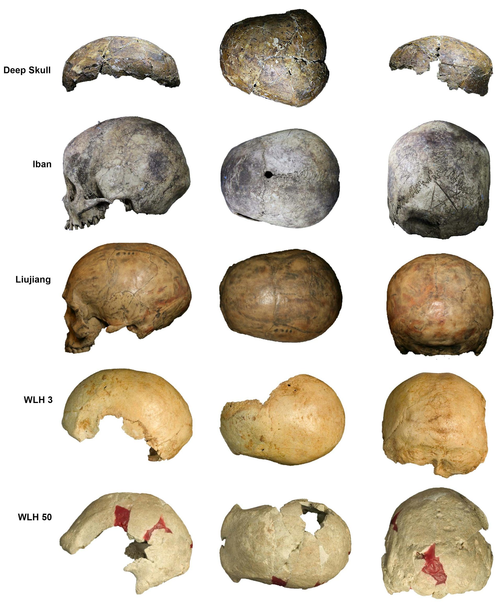 Ancient Deep Skull Still Holds Big Surprises 60 Years After It Was ...