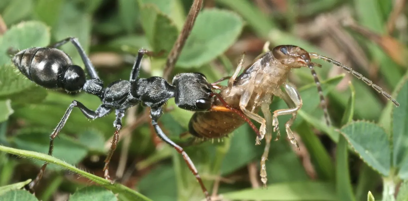 Ant Wandering Walking Ants