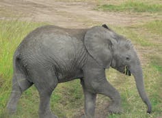 L’éléphant a l’un des odorats les plus développés du monde animal.