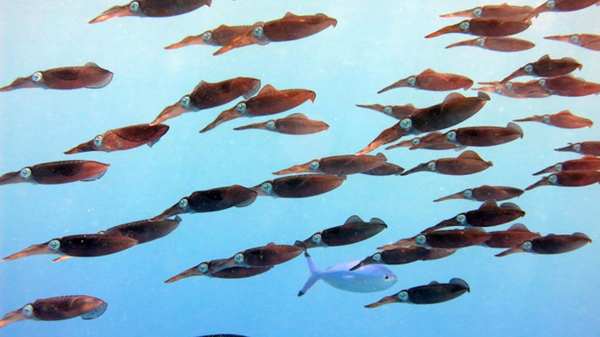 Calamars Pieuvres Et Seiches Pourquoi Leur Nombre Ne Cesse D Augmenter Calamars Pieuvres Et Seiches Pourquoi Leur Nombre Ne Cesse D Augmenter