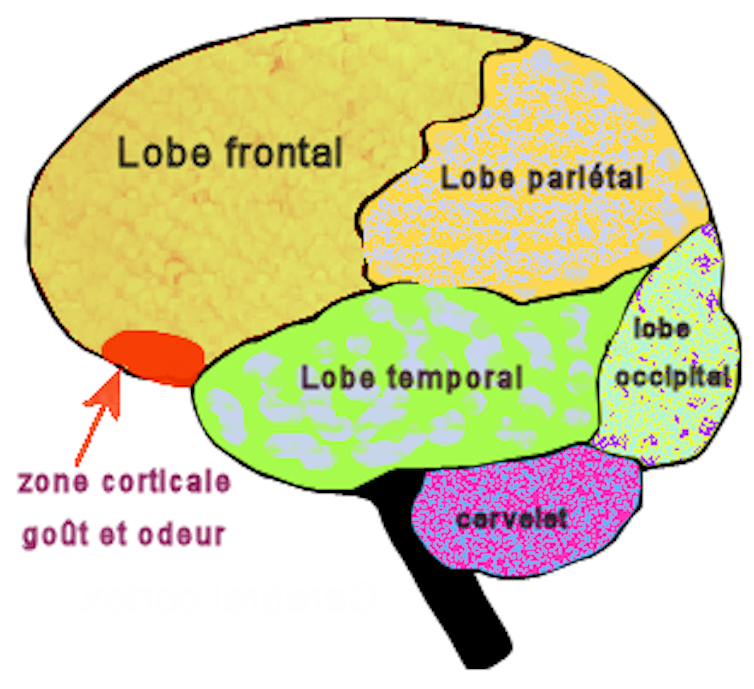 Le cortex orbitofrontal, zone corticale préfrontale du goût et de l'odorat.