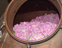 Pétales de roses prêtes à être transformées en essence florale.