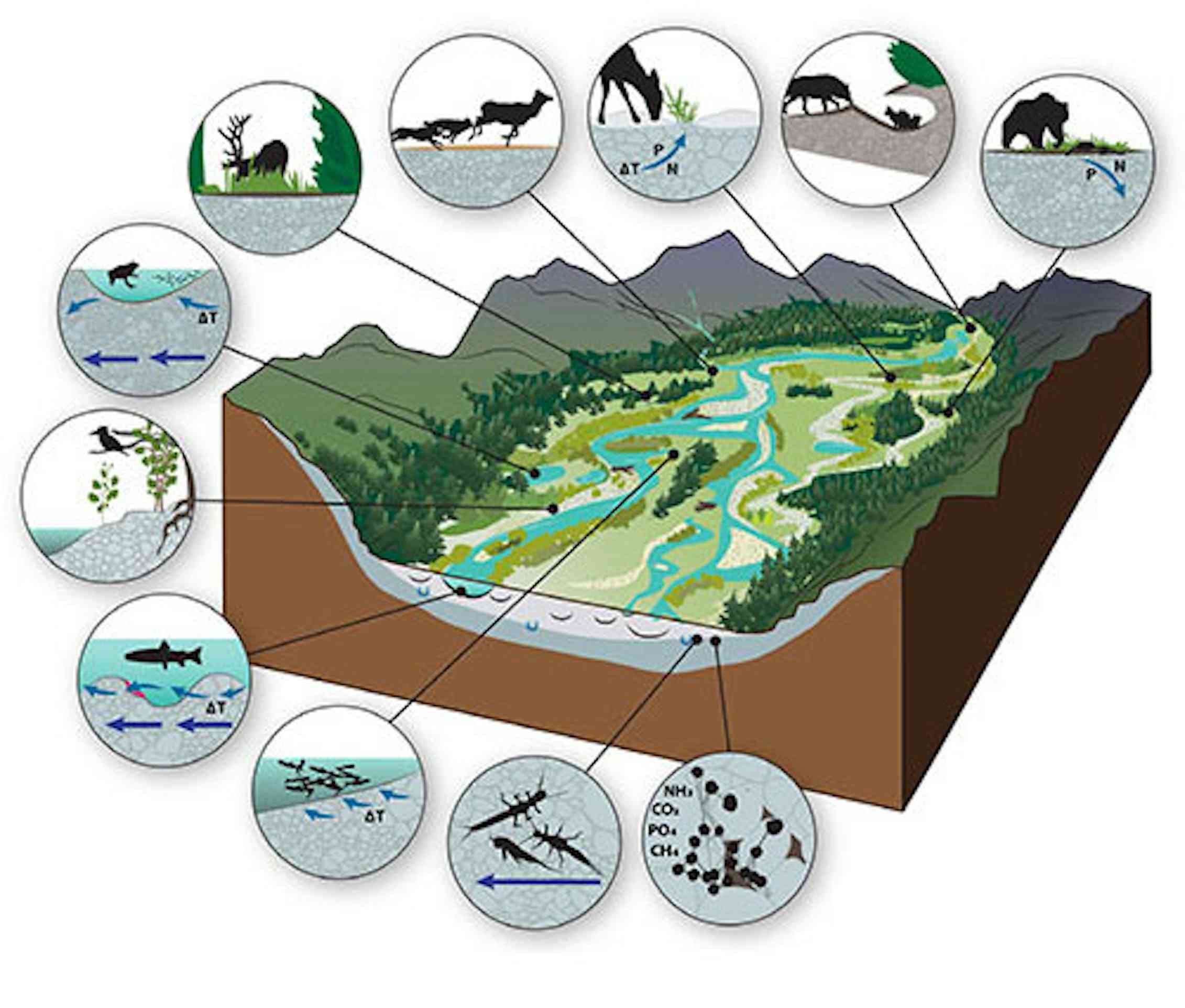 Why river floodplains are key to preserving nature and biodiversity in ...