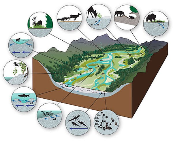 Why river floodplains are key to preserving nature and biodiversity in ...