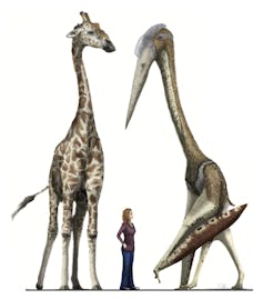 Pterosaurs Should Have Been Too Big To Fly So How Did They Manage It
