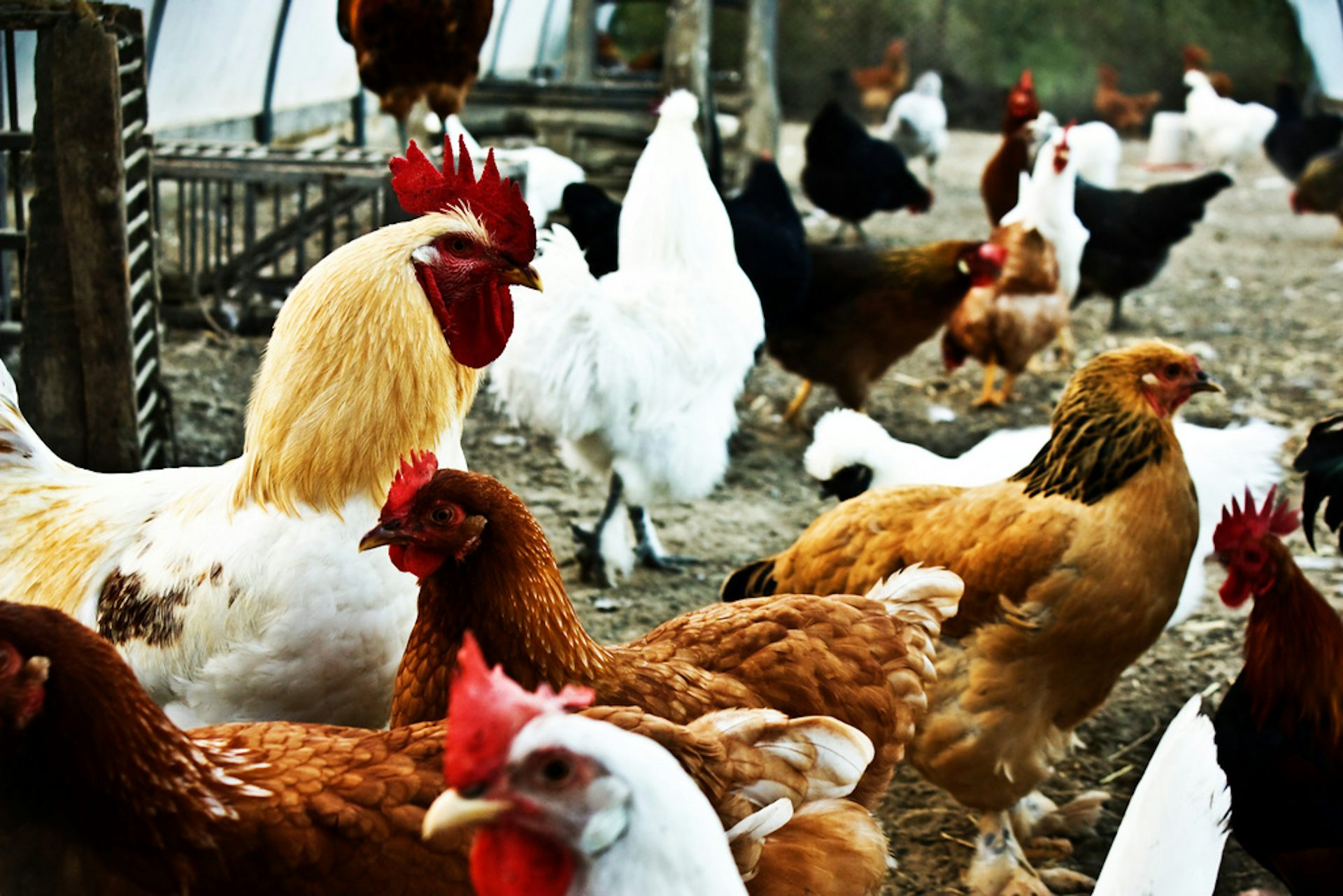 Vaccines for chickens have created virulent new viruses