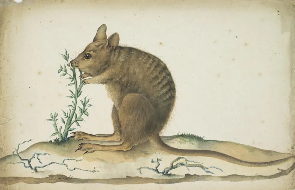 Charles-Alexandre Lesueur, voyageur naturaliste surdoué Charles-Alexandre Lesueur, voyageur naturaliste surdoué