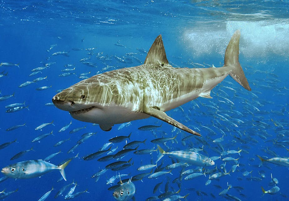 How government can help us avoid shark “attacks”