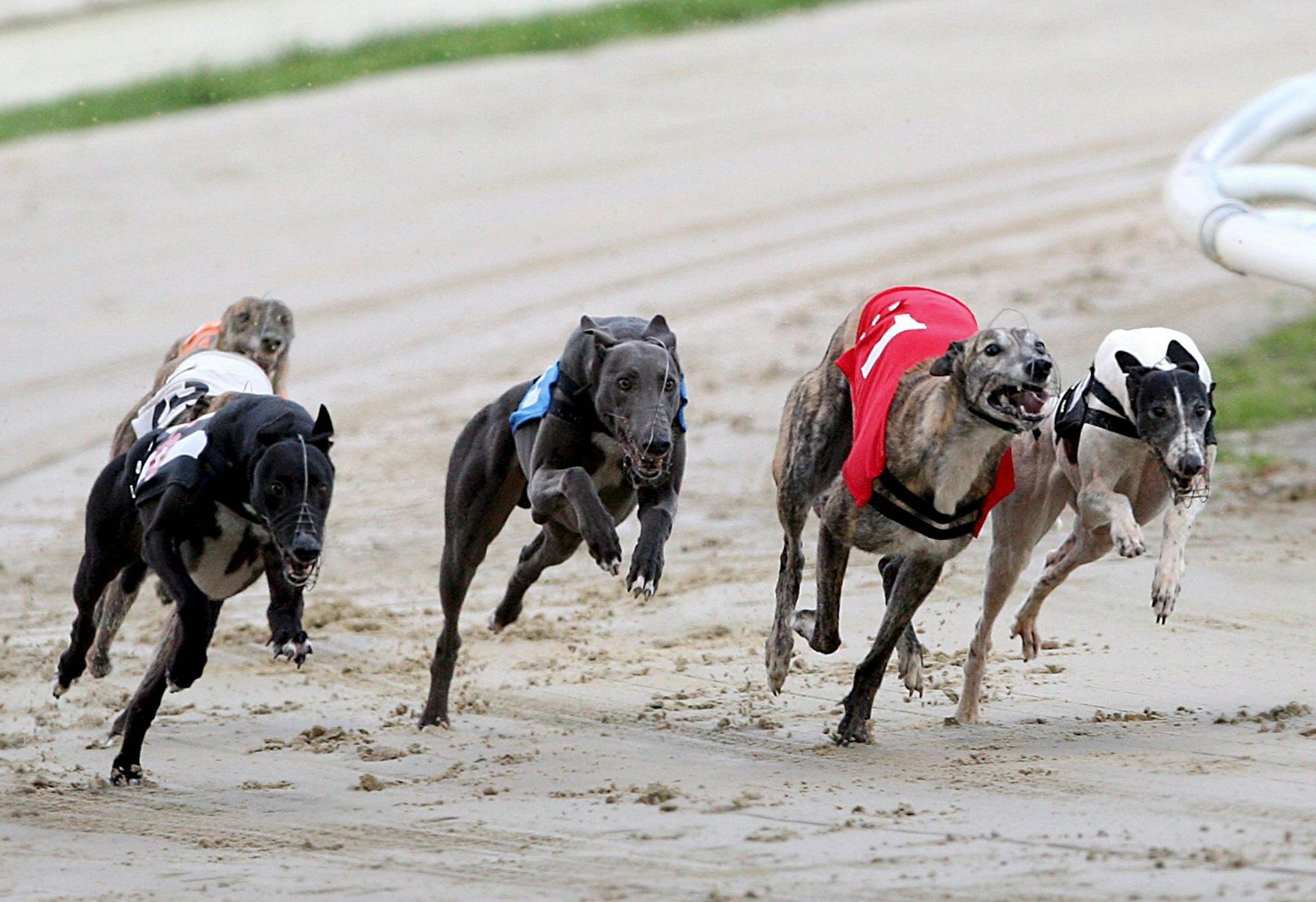 united greyhound racing