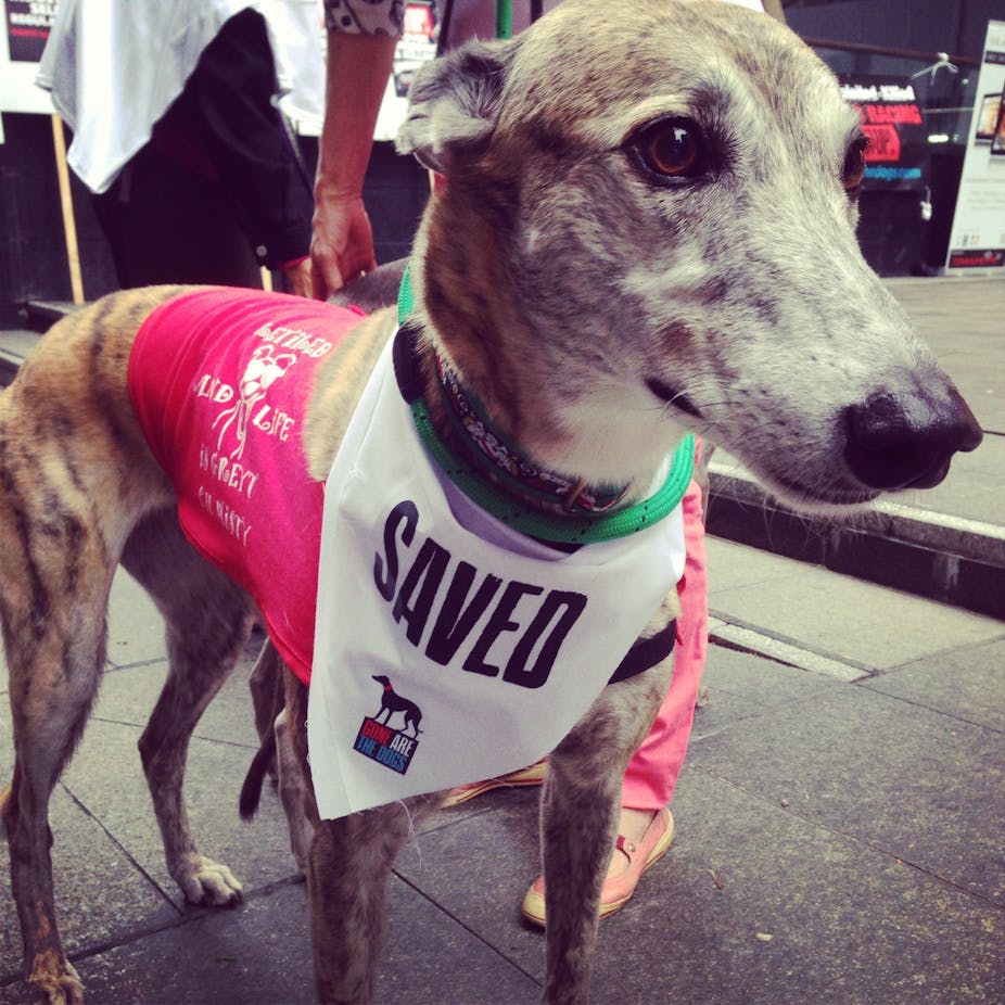 What other industries can learn from the failures of greyhound racing