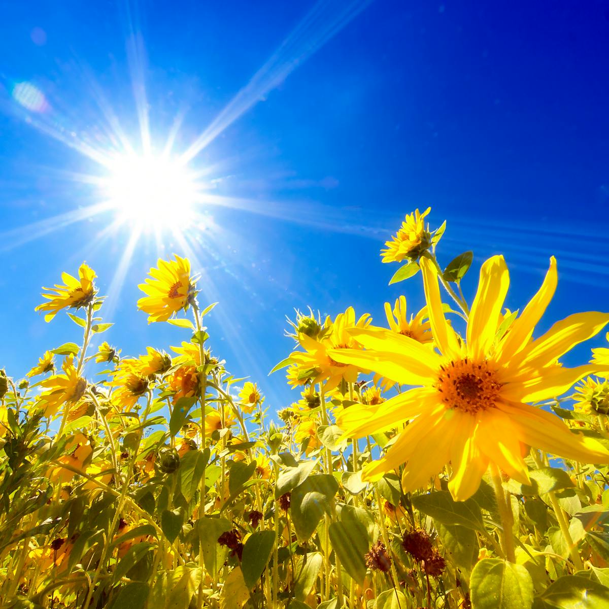 Image result for expose to the sun cartoon