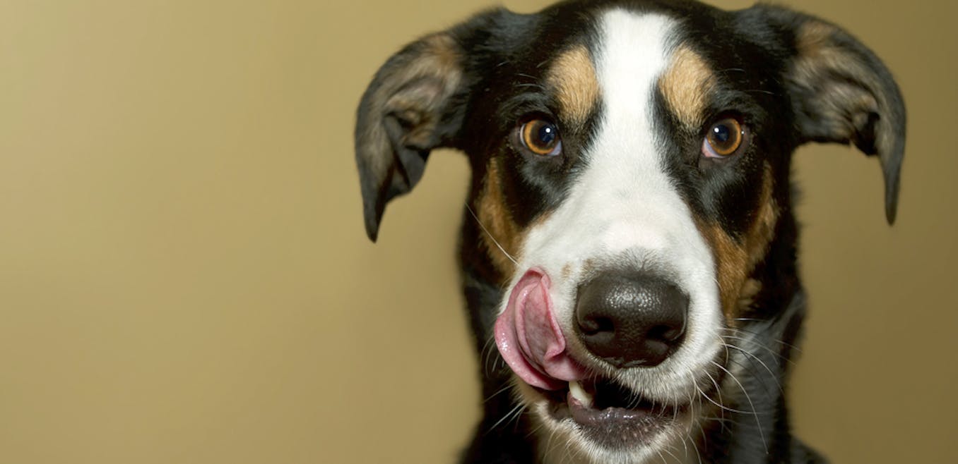 How Deadly Is Your Dogs Saliva