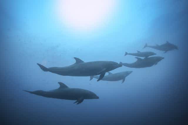 The social life of sea mammals is key to their survival