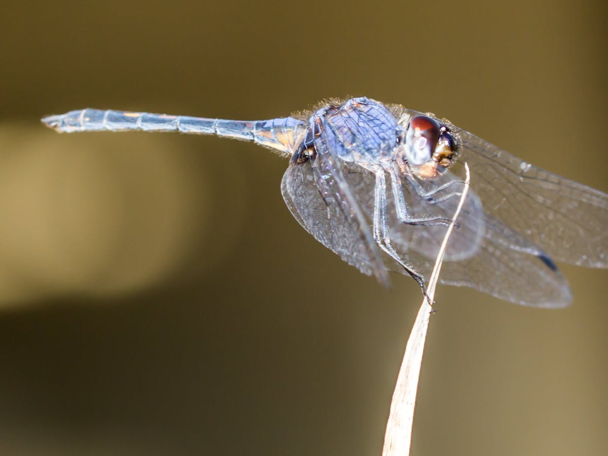Get Dragonflies As Sentinels For Freshwater Conservation For Free Get Wallpaper Dragonflies As Sentinels For Freshwater Conservation For Android Free