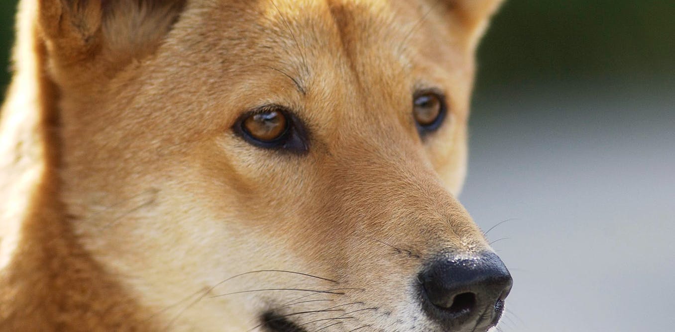The Australian dingo: to be respected, at a distance Biology Diagrams
