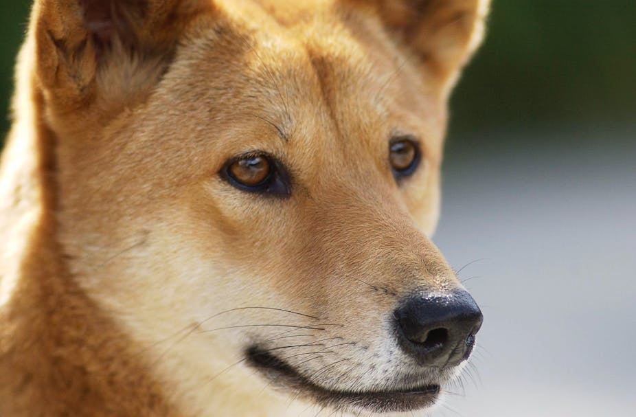 The Australian dingo: to be respected, at a distance