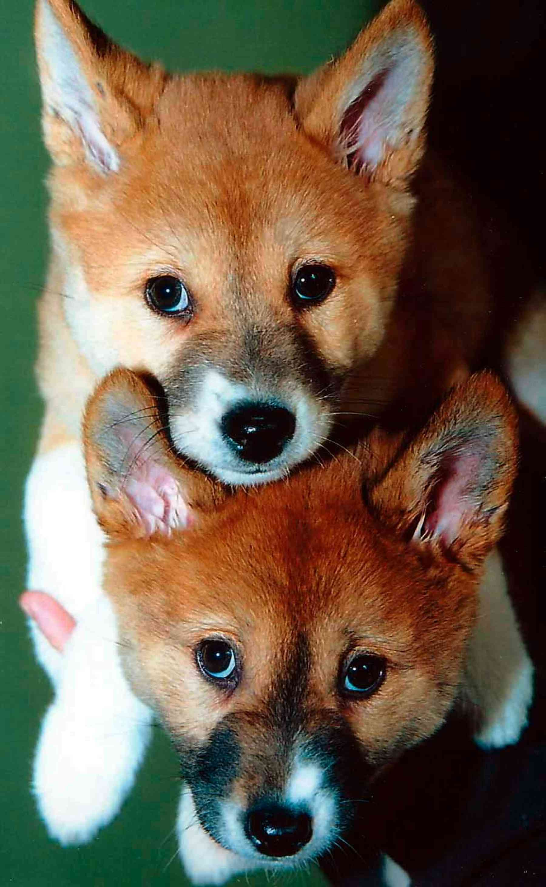 The Australian dingo to be respected at a distance Biology Diagrams