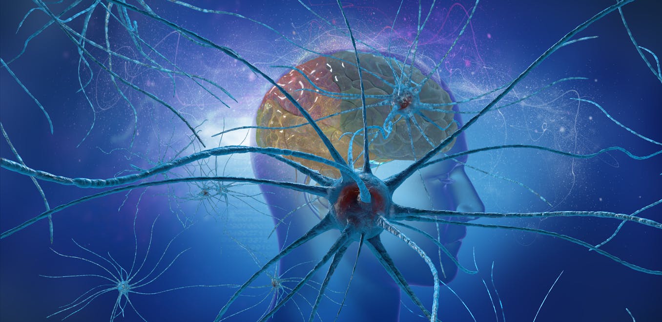Brain neurons. Нейроны головного мозга. Память Нейроны. Мозг человека Нейроны. Нейрон красивый.