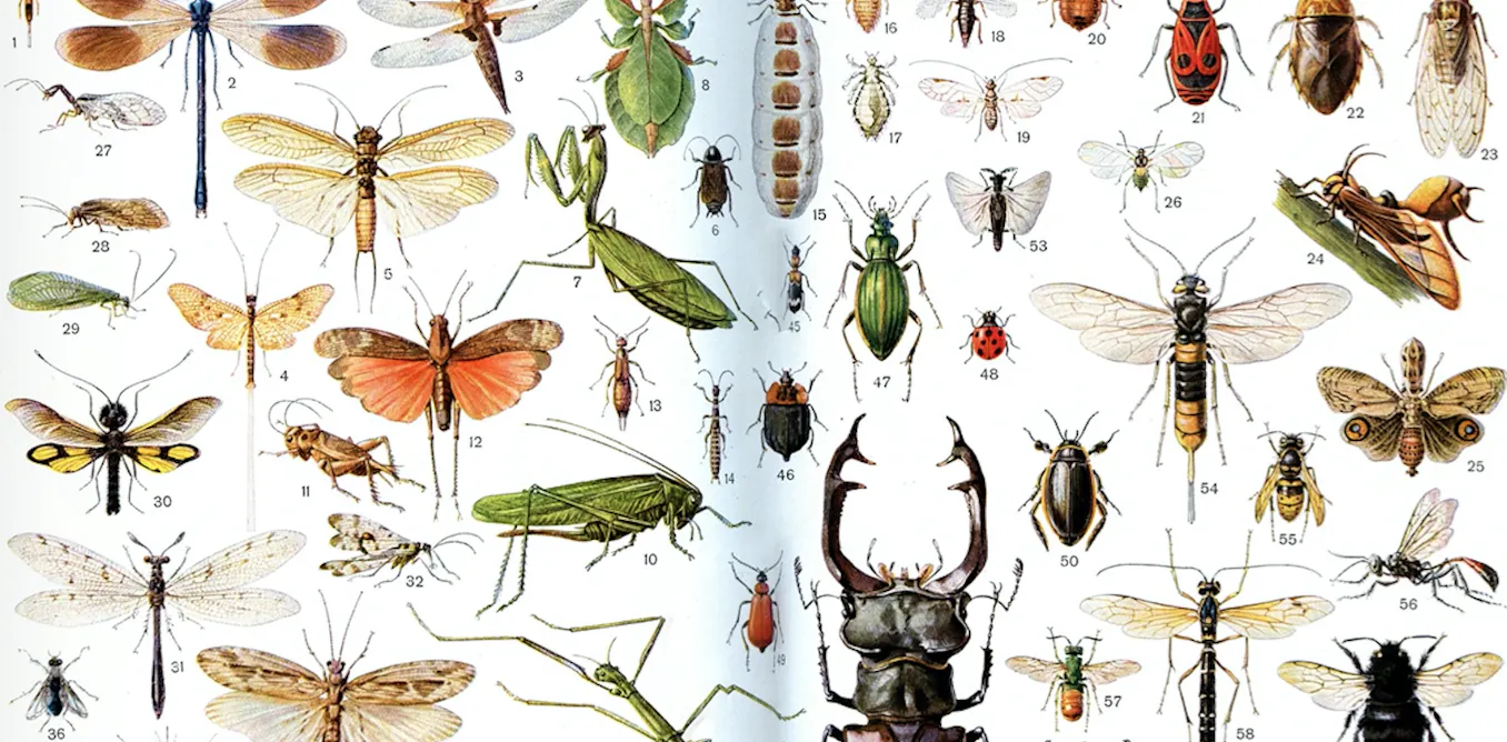 2 Insectes Les insectes vont-ils sauver le monde