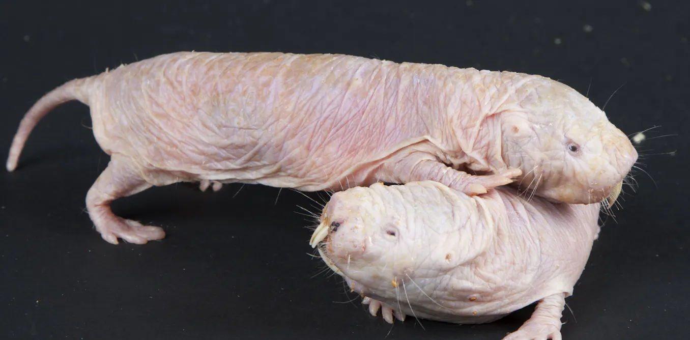 Freaks and uniques: evolution's weirdest creatures
