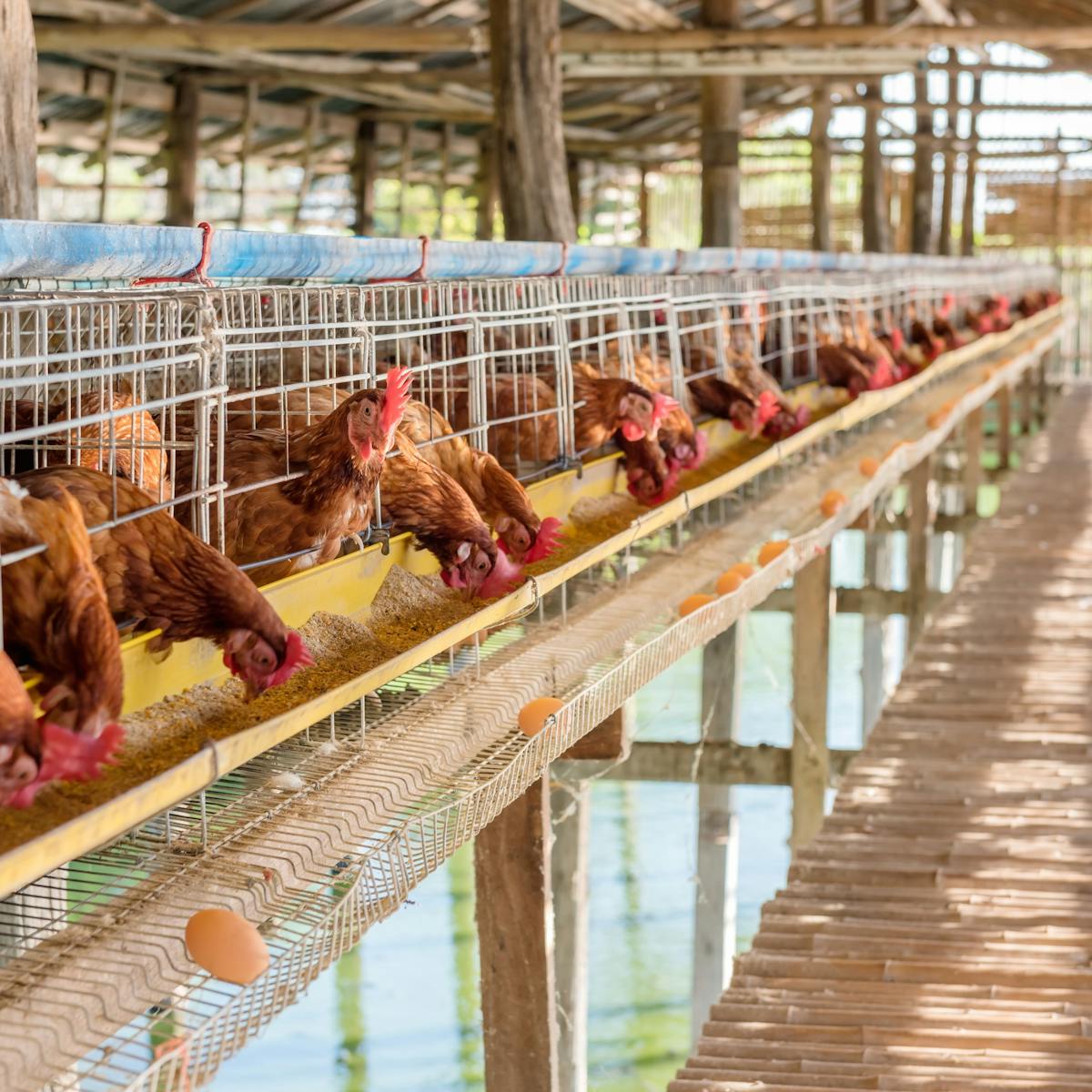 Download Ten Facts You Need To Know About The Chicken And Eggs On Your Table