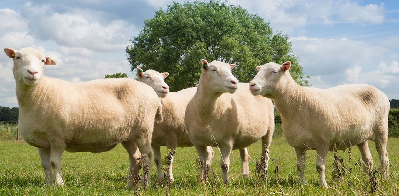 Dolly's 'sisters' show cloned animals don't grow old before their time