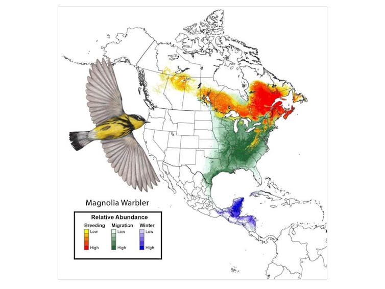 The Trump administration's new migratory bird policy undermines a century of conservation