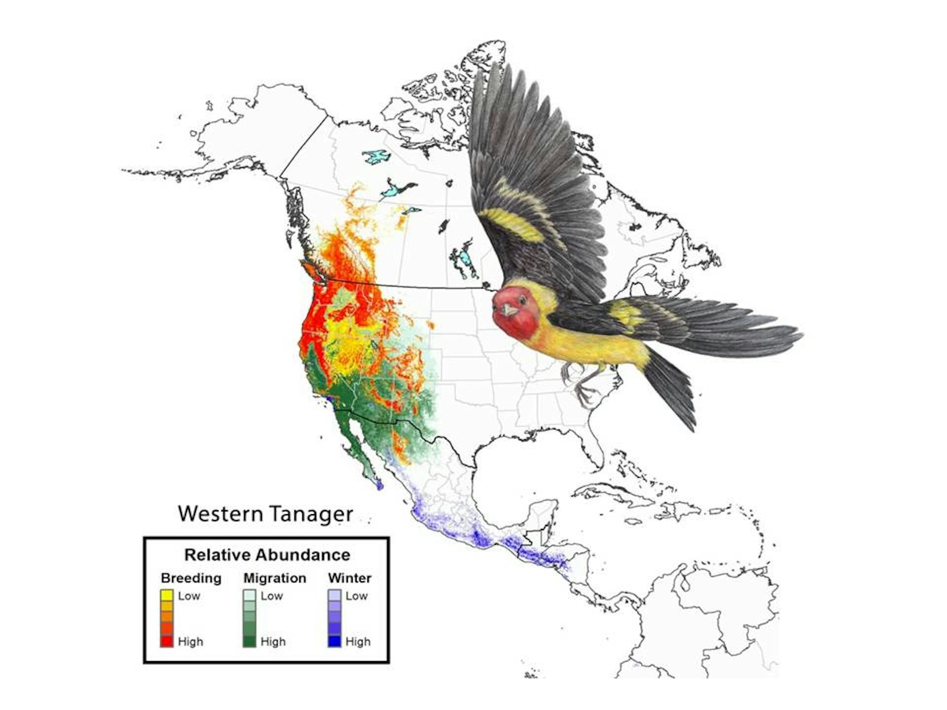 Beyond borders Why we need global action to protect migratory birds