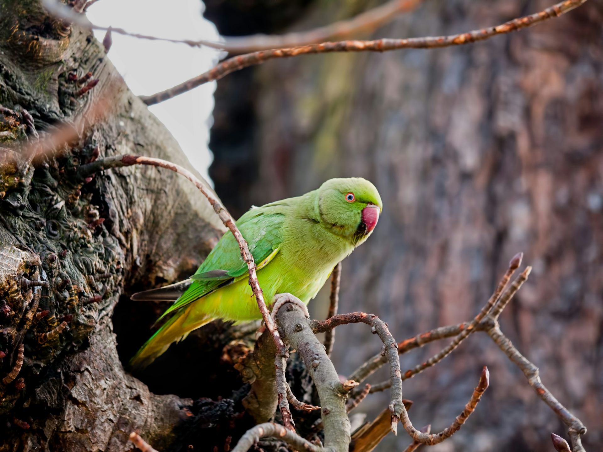 Parakeets are the new pigeons and they're on course for global domination
