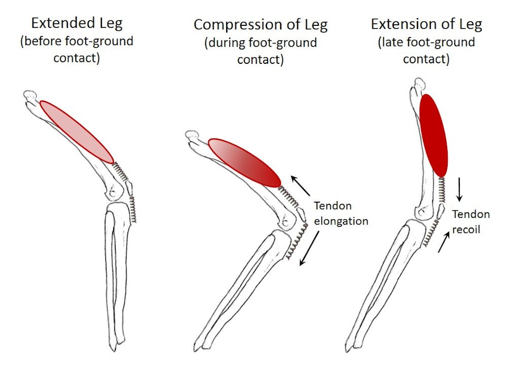 What Makes A Winning Sprinter What Makes A Winning Sprinter