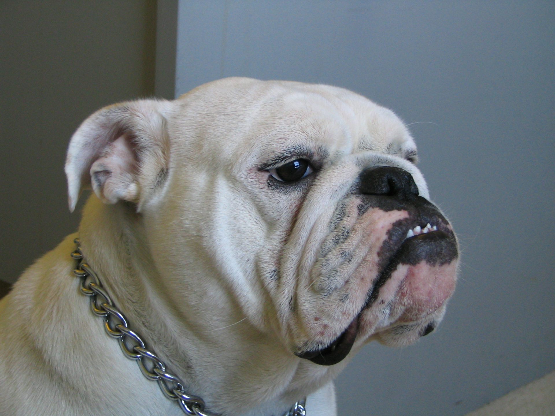 Breeding sales english bulldogs