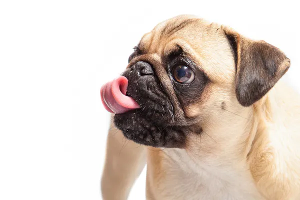 How to save inbred, short-faced dogs such as pugs and bulldogs from ...