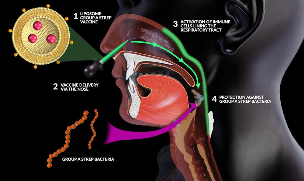 Vaccine for strep throat and rheumatic fever to be trialled in humans