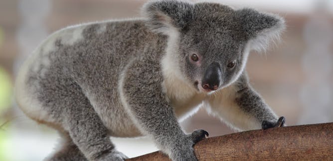 Koalas Information Recherche Et Analyse La Conversation