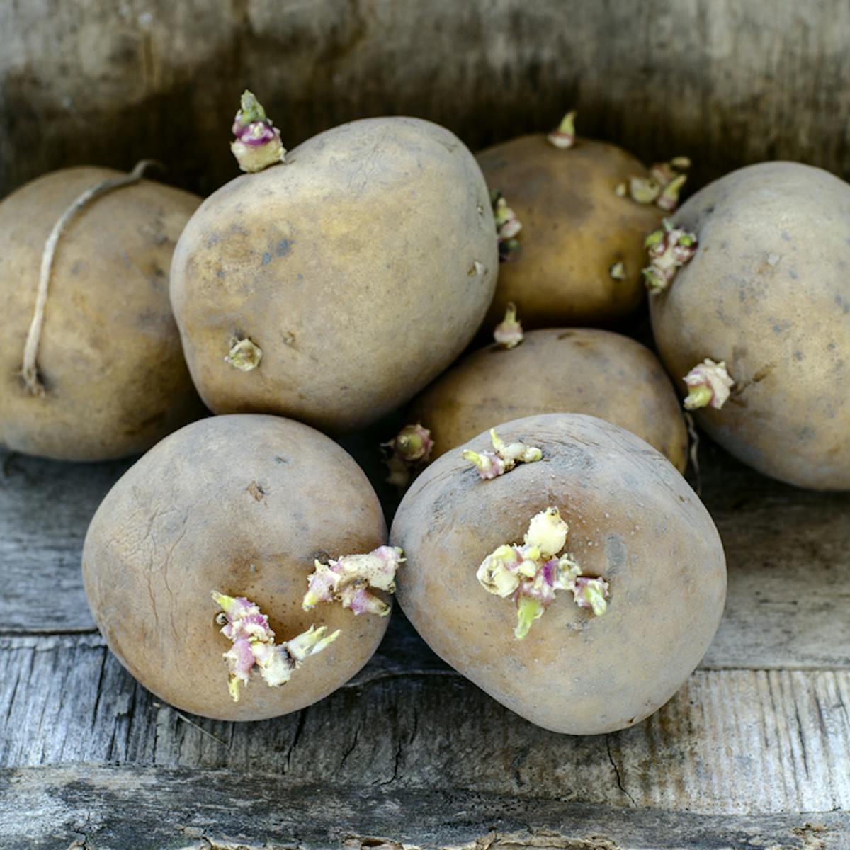 Can You Really Be Poisoned By Green Or Sprouting Potatoes Can You Really Be Poisoned By Green Or Sprouting Potatoes