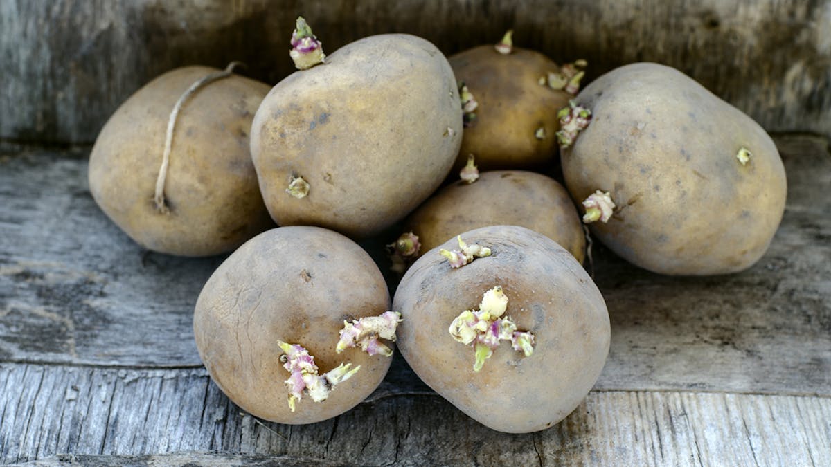 Can You Really Be Poisoned By Green Or Sprouting Potatoes Can You Really Be Poisoned By Green Or Sprouting Potatoes