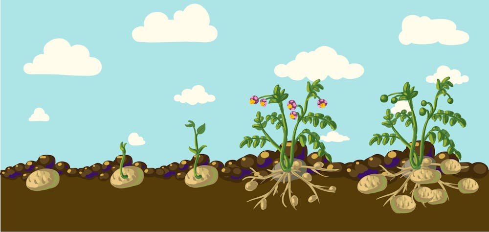 Can You Really Be Poisoned By Green Or Sprouting Potatoes Can You Really Be Poisoned By Green Or Sprouting Potatoes