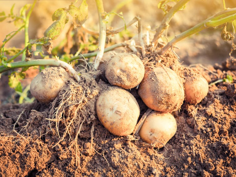 Can You Really Be Poisoned By Green Or Sprouting Potatoes