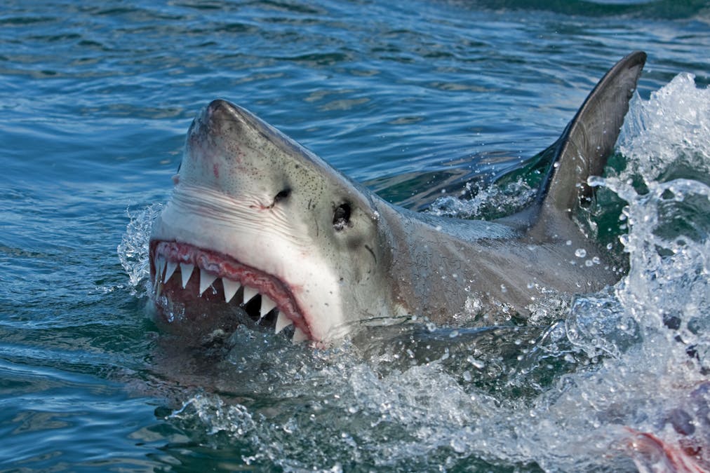 shark vs human